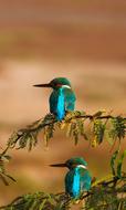 blue Kingfisher Bird in Nature