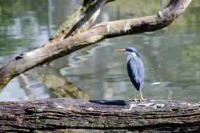 Heron Pied Bird