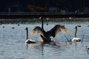 swan on Lake Waterside