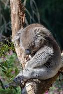 Koala Marsupial Mammal
