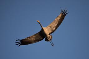 Bird Nature Flight Crane