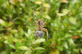 a big spider on a web in the garden