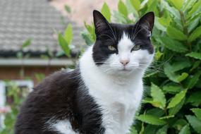 Cat Fur Animal