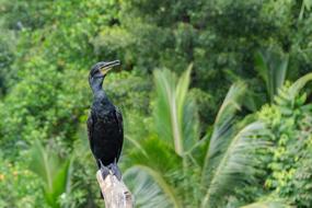 Cormorant Bird Avian