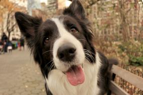 Dog Puppy Border Collie