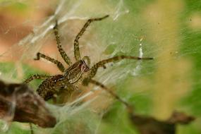 Spider Arachnid Wildlife