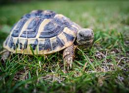 Turtle Greek Tortoise Reptile
