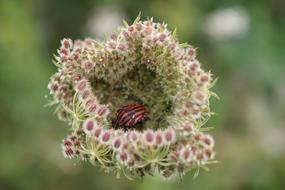 Shield Bug Minstrel Graphosoma