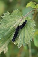 Peacock Butterfly Caterpillar
