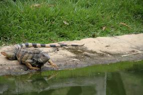 Iguana Animal