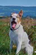 Dog Tired Yawn