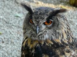 Eurasian Eagle Siberian Owl