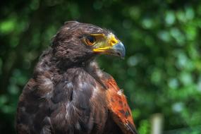 Eagle Bird Animal