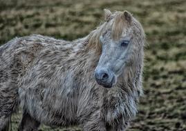 dirty Pony Horse Animal