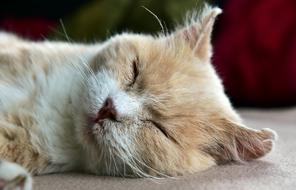 Cat Tired Sleep