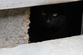 Cat Black Eyes