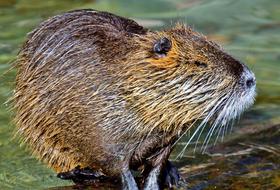 wild Nutria Water Rat in nature