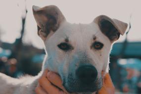 Dog Pet Animal