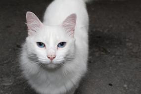 white cat with beautiful blue eyes