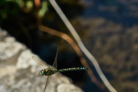 Dragonfly Insect