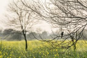 Lonely Bird Nature