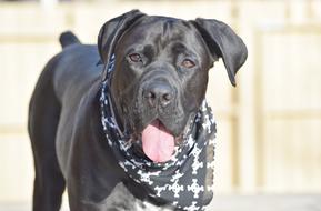 cute black dog with tongue