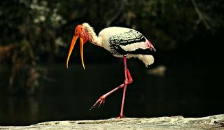 Painted Storks Bird Stork
