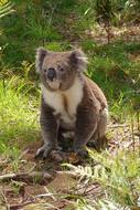 koala safari walks