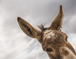 Donkey Animal Brown
