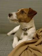 Dog Jack Russell Terrier