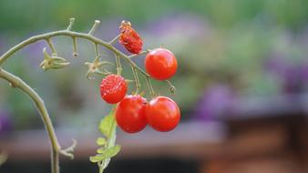 small tomatoes on a branch