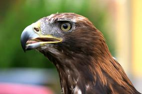 falcon head