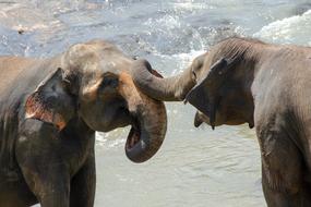 Elephant Sri Lankan Asian