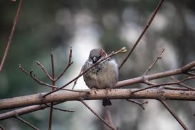 Sparrow Bird Nature