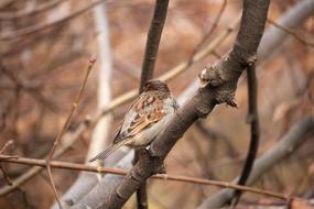 Sparrow Bird Nature