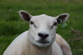 White Sheep Wool