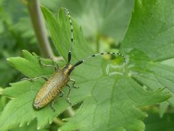 large beetle on green leaves