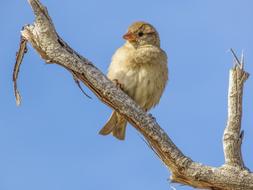 Sparrow Bird Wildlife