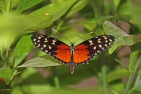 Butterfly Wing Animal Flight