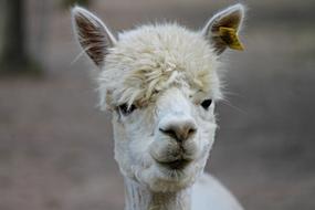Alpaca Lama Camel