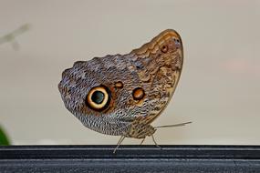 Butterfly Wing Animal Close