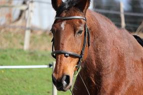 Horse Horses Animals