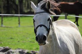 Horse Horses Animals
