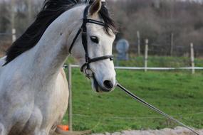 white horse in a pasture