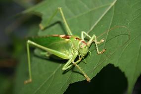 Viridissima Insect Grasshopper