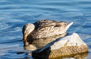 Mallard Duck Water Bird