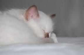 sleeping cute kitten