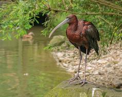 Bird Water Eastern Glossy
