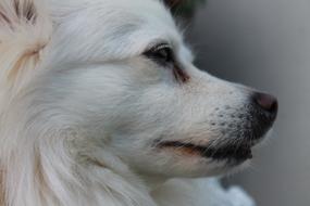 Dog Pointed Dwarf Spitz