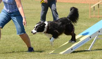Dog Agility Fitness